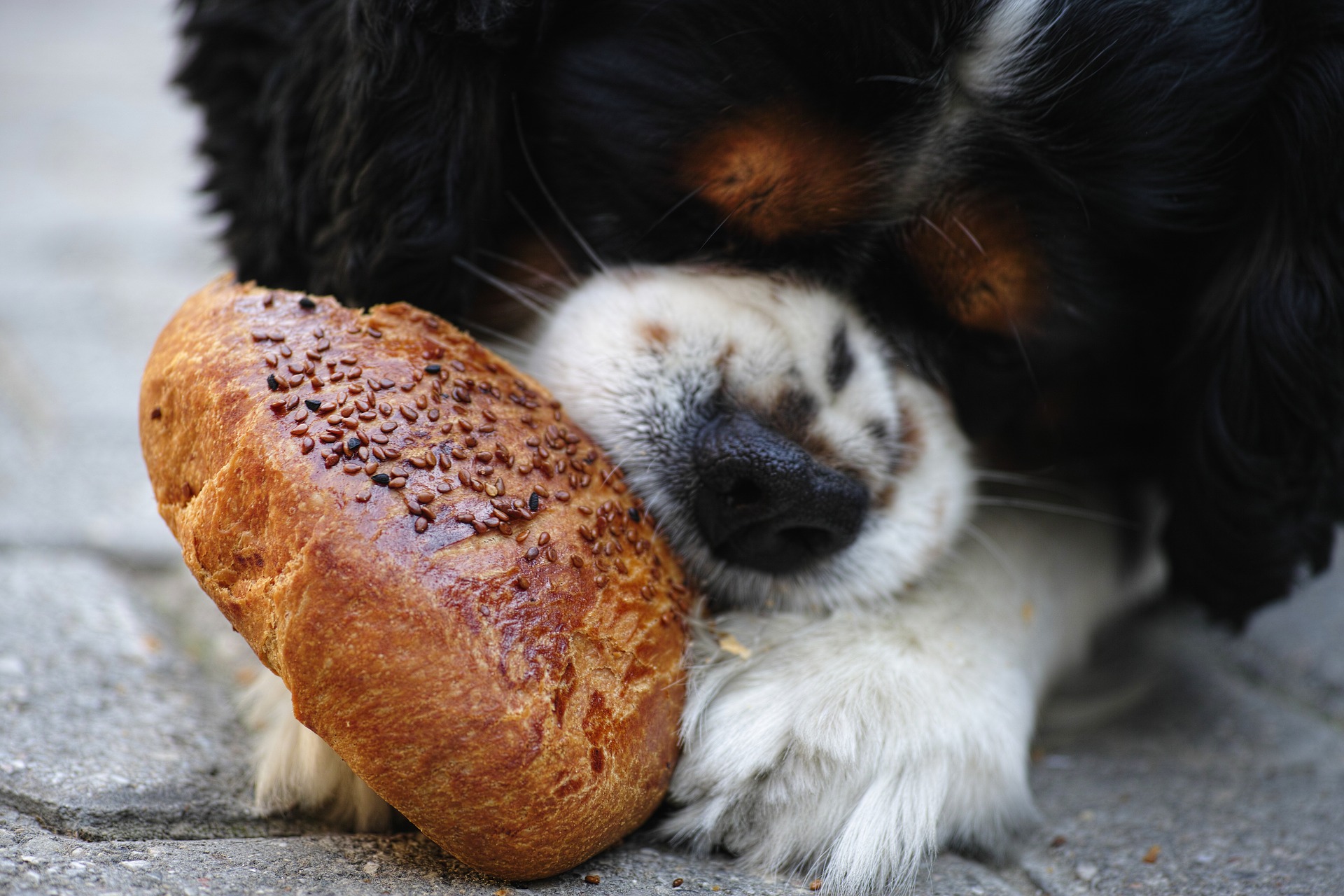 Vortrag “Hilfe, mein Hund frisst alles was er findet” 27.6.2019 kynolearn