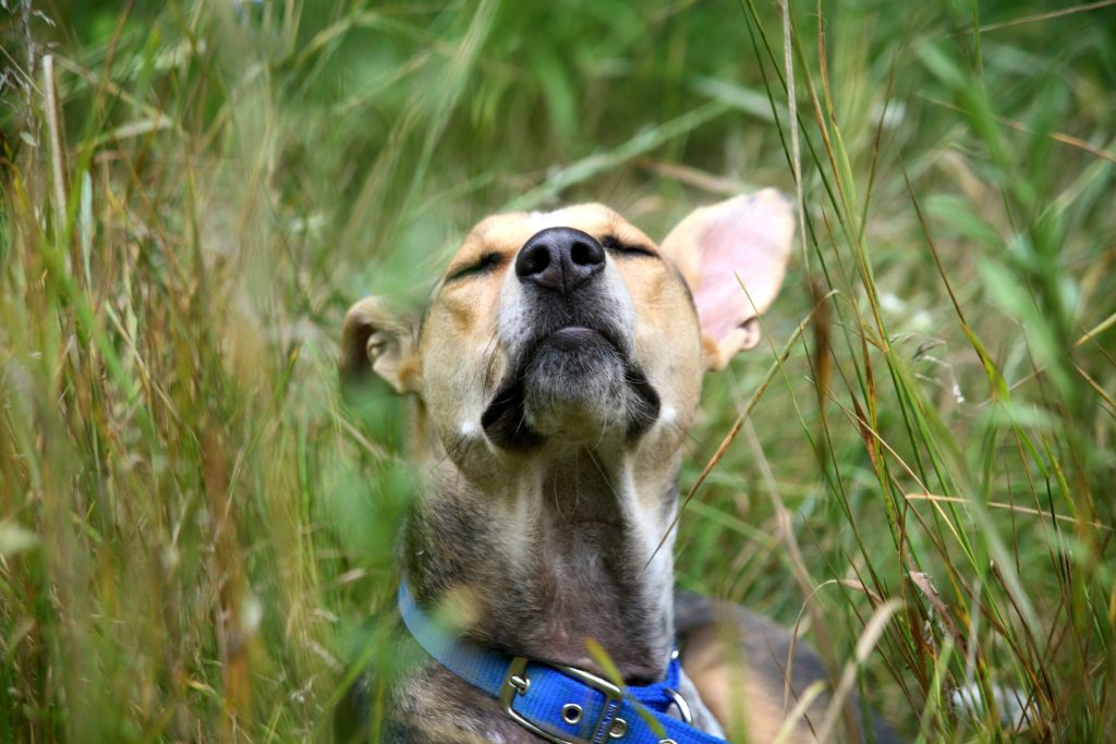 5 Gründe warum du deinen Hund schnüffeln lassen solltest kynolearn