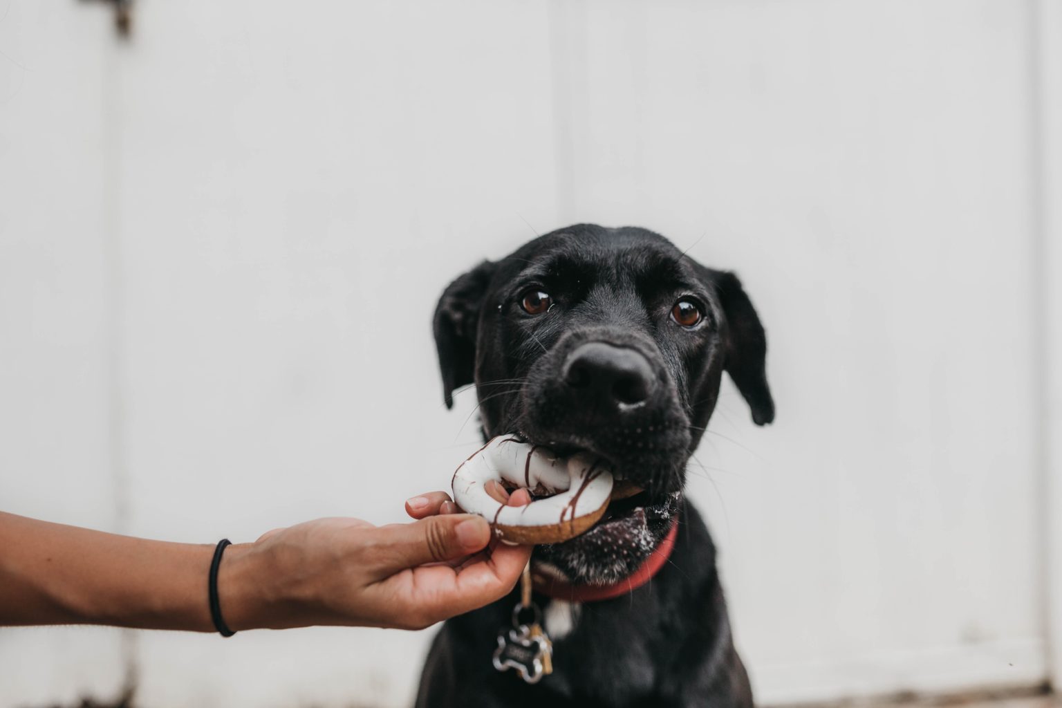 Vortrag “Hilfe, mein Hund frisst alles was er findet”, 4.6.2020 kynolearn